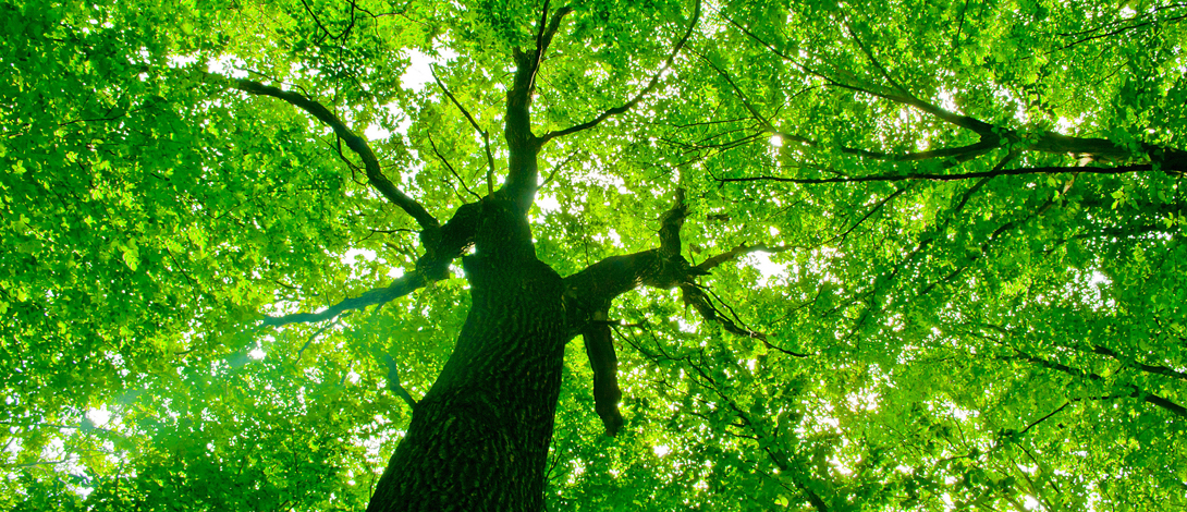 Environmental Policy