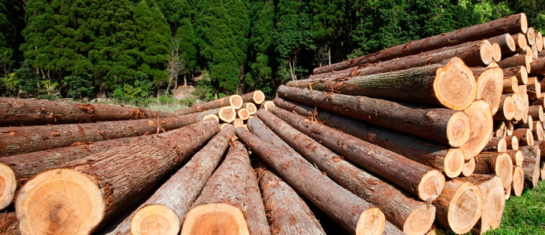 Timber Procurement Policy
